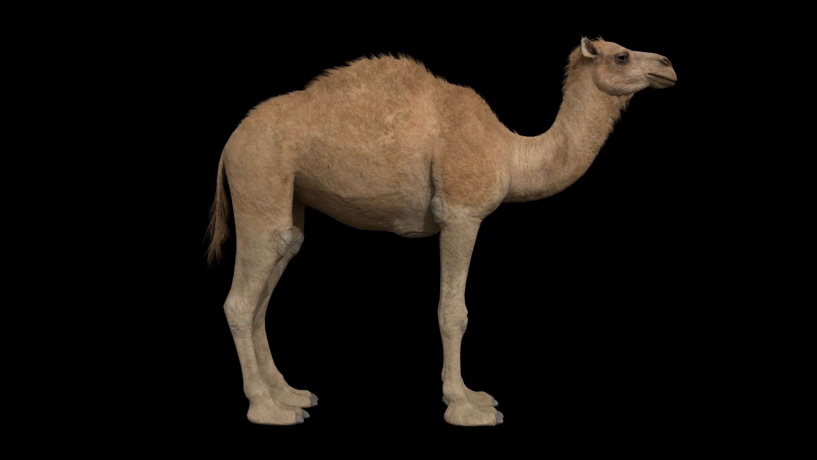 camel