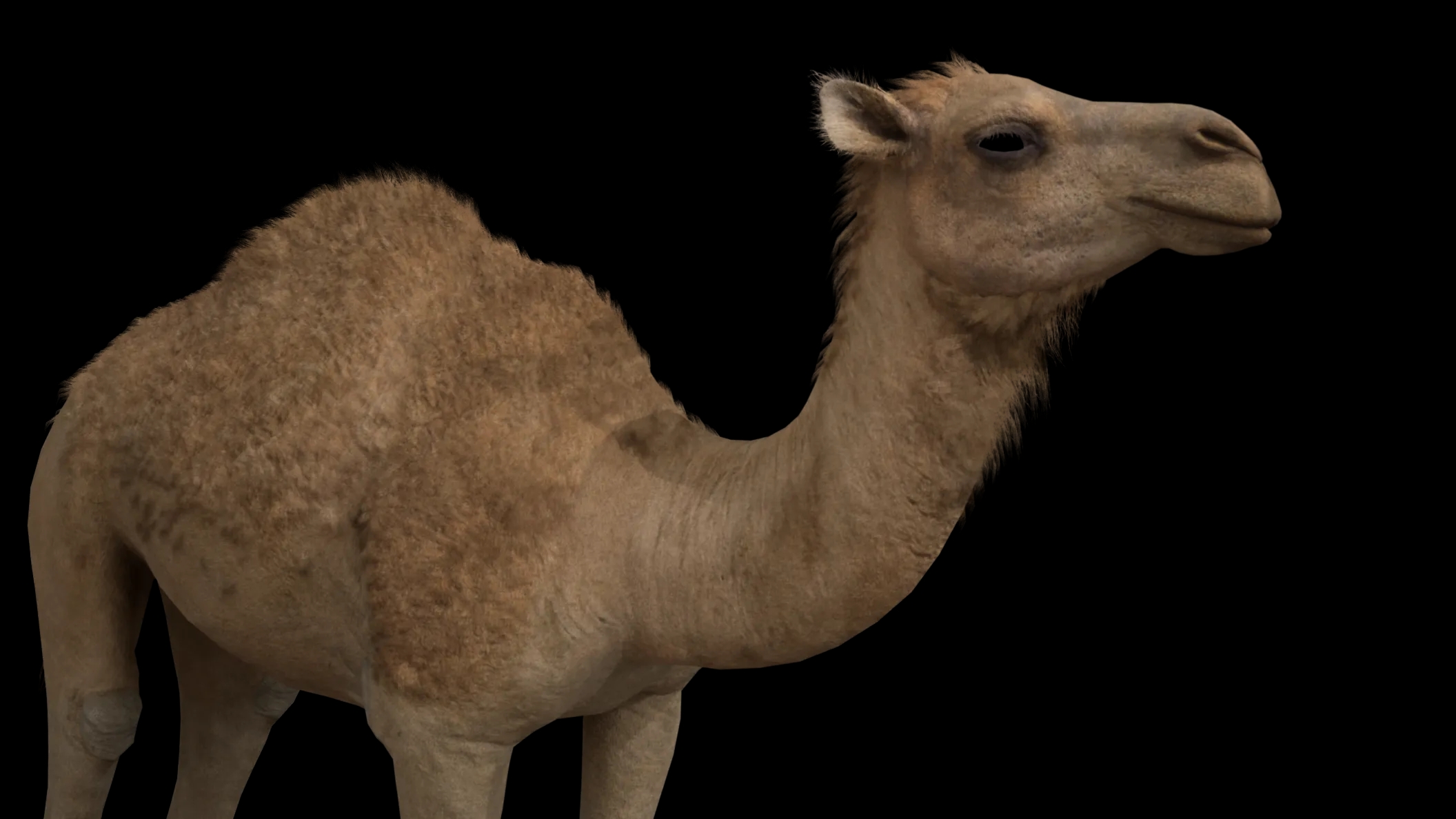 camel